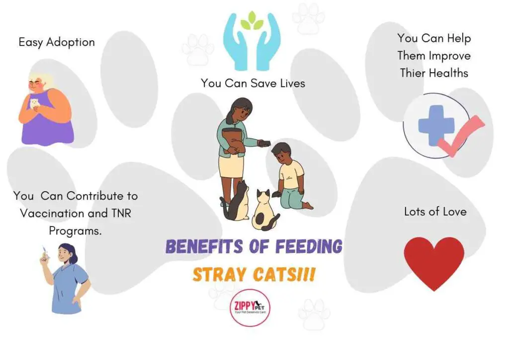 This infographic shows the benefits of feeding stray cats