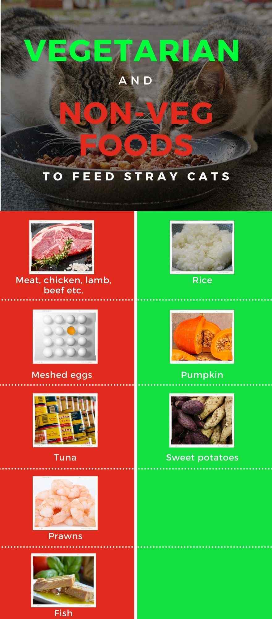 This infographic shows vegetarian and non-vegetarian foods that you can feed stray cats
