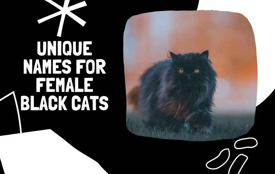 Unique Names for BLACK Female Cats 
