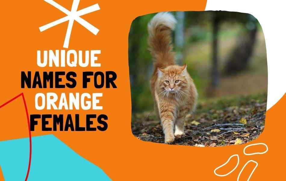 Unique names for Orange Female Cats