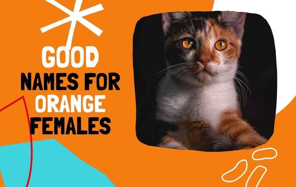 good names for Orange Female Cats