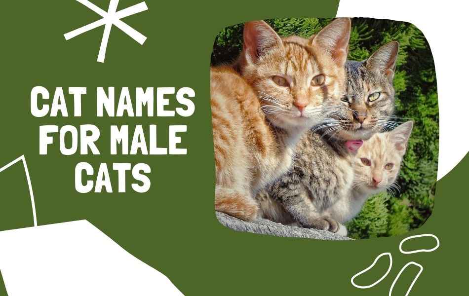 this image is used as a heading for cat names for male cats 