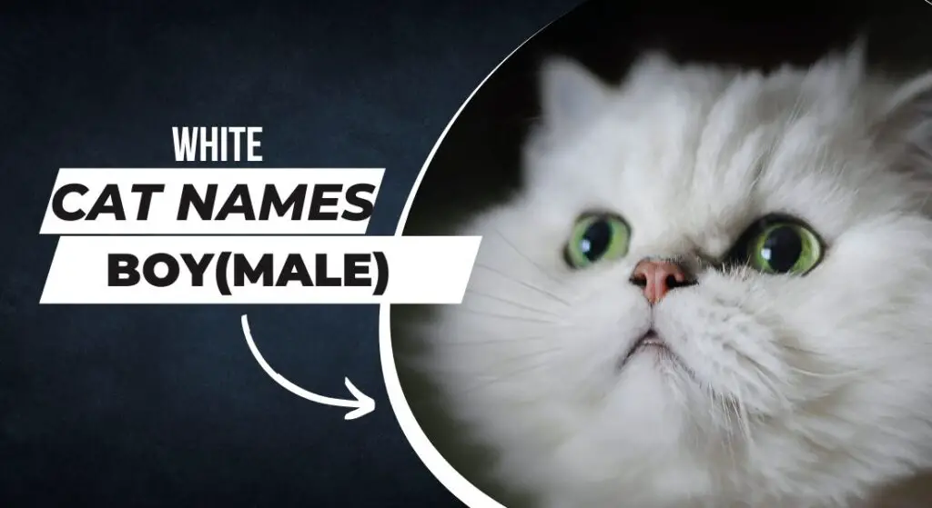 This is an image for white cat names boys