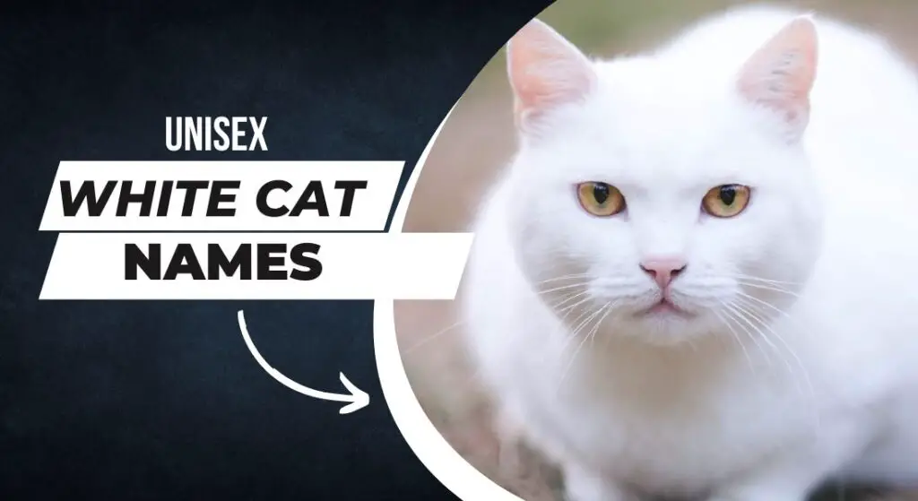 This is a header image for unisex white cat names