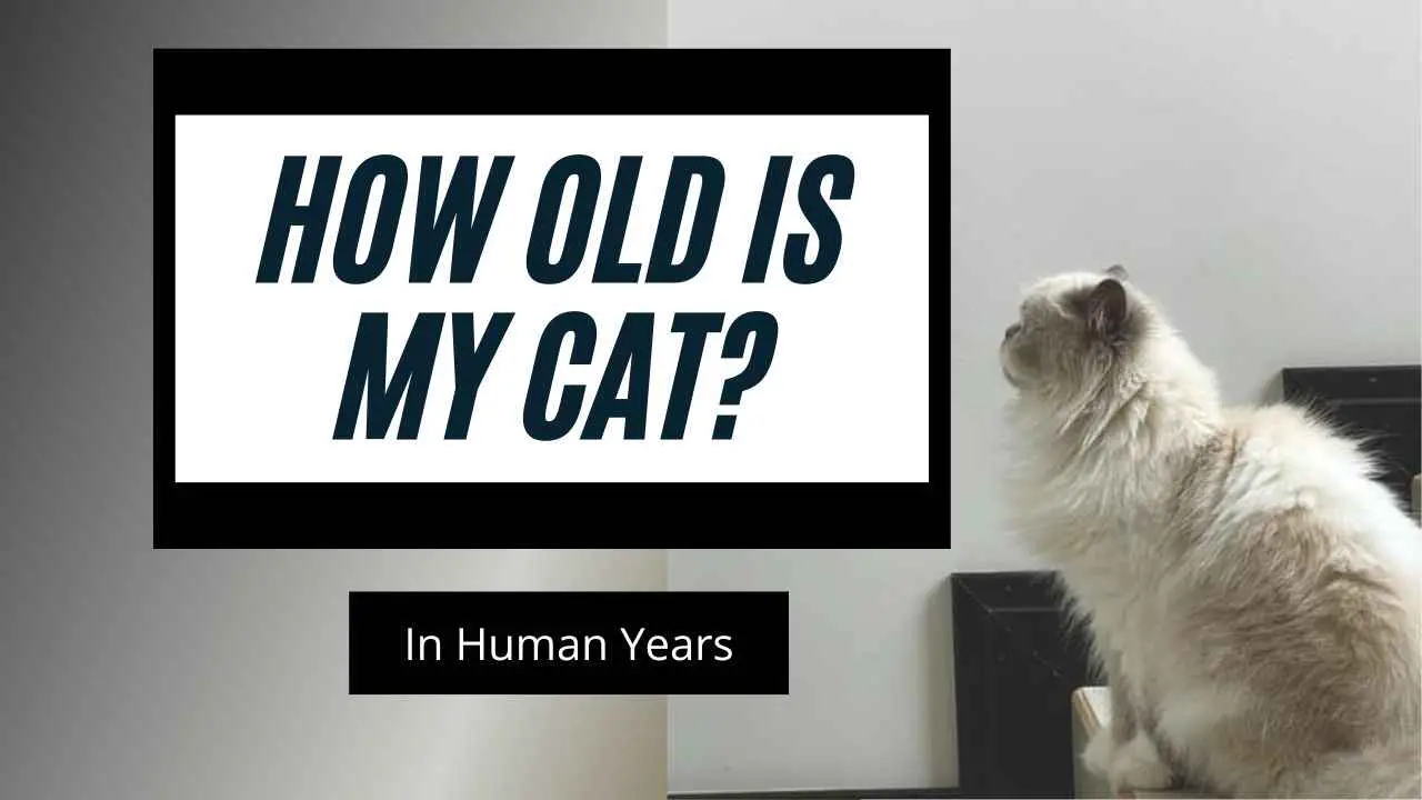 This is a featured image for the blog post how old is my cat