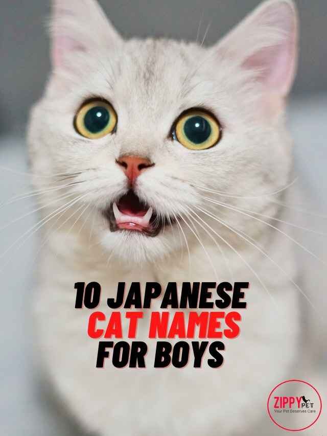 10 Japanese Cat Names for Boys