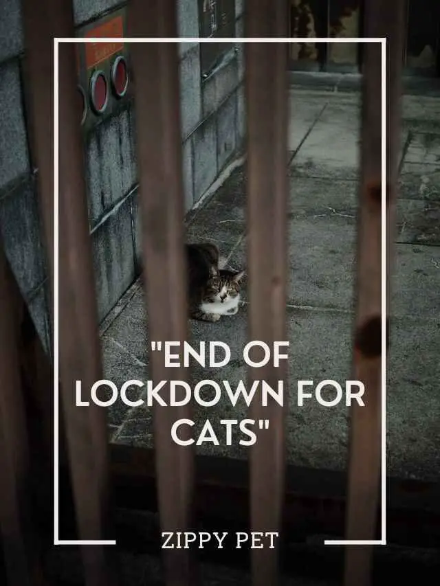 End of Lockdown for Cats in Germany