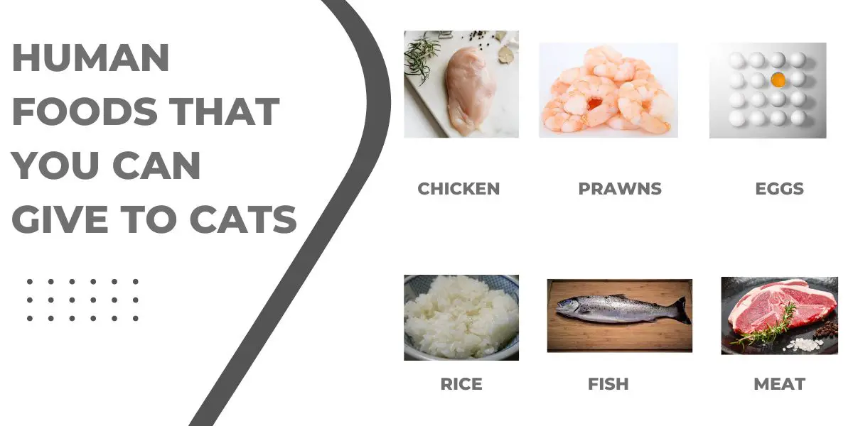 This image shows the homemade or human foods that cats can eat