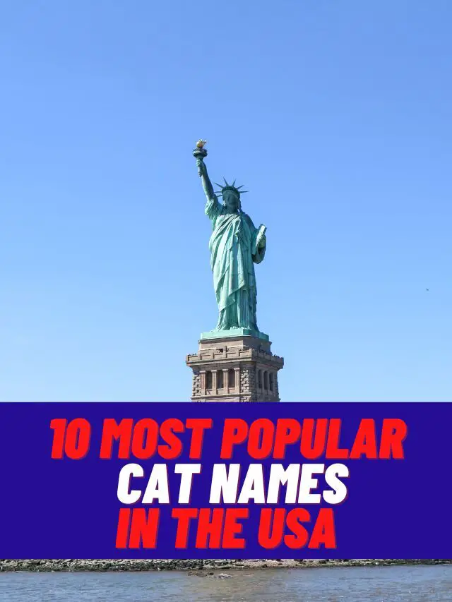 10 Most Popular  Cat Names in the USA