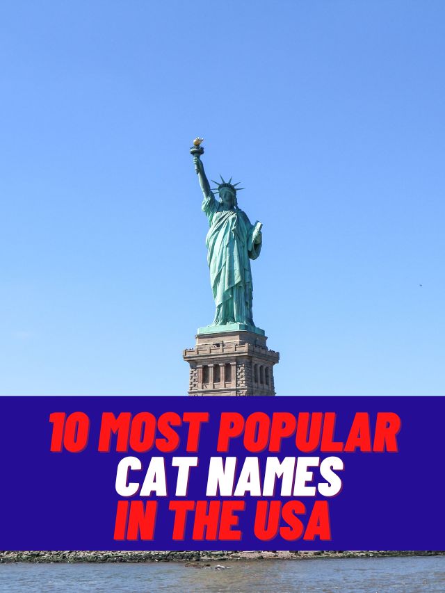 Most Popular Cat names in the USA