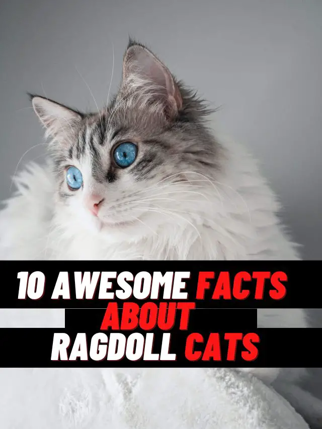 10 facts about Ragdoll cats