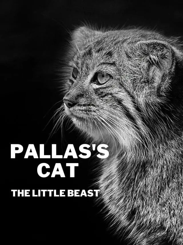 Pallas’s Cat