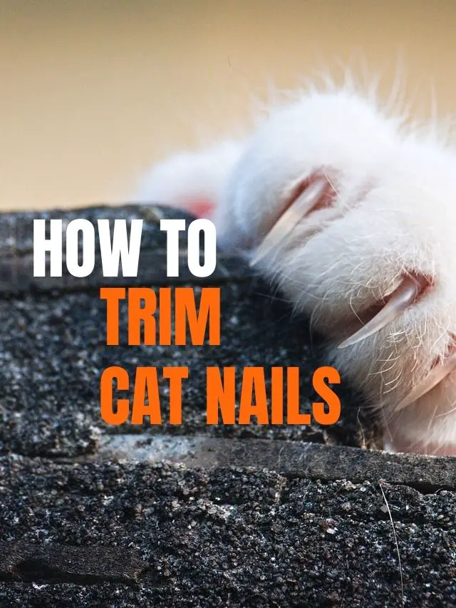 title image for the web story how to trim cat nails