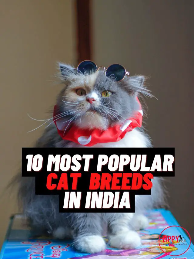 Poster image for web story most popular cat breeds in India