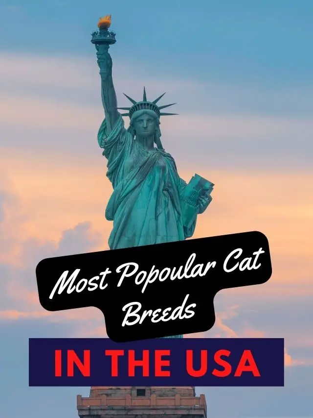 Most Popular Cat Breeds in the USA in 2022