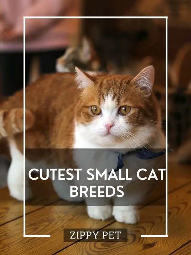 The Cutest Small Cat Breeds