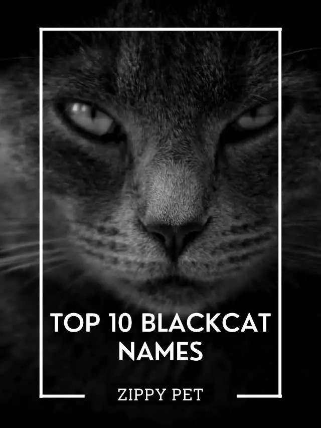 Top 10 Unisex Black Cat Names