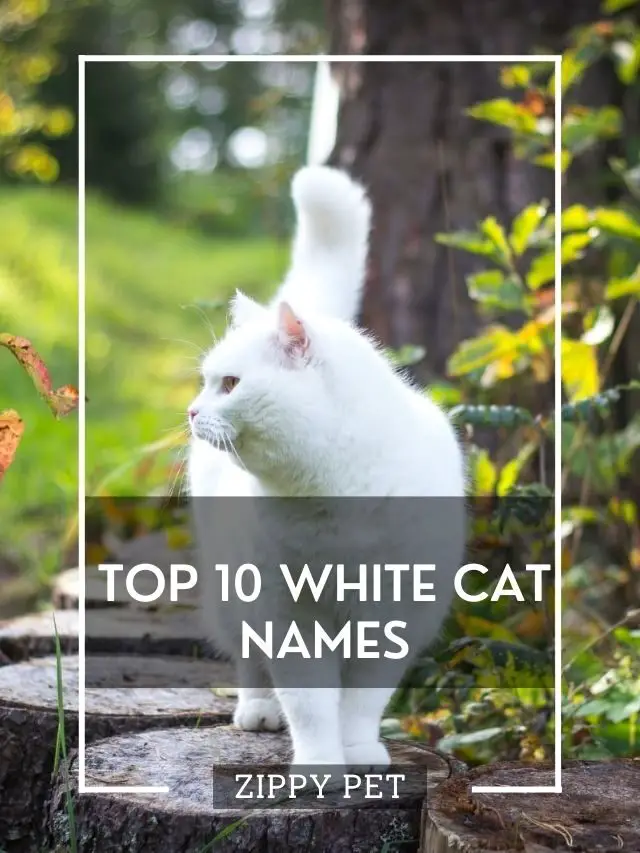 10 Most Popular White Cat Names
