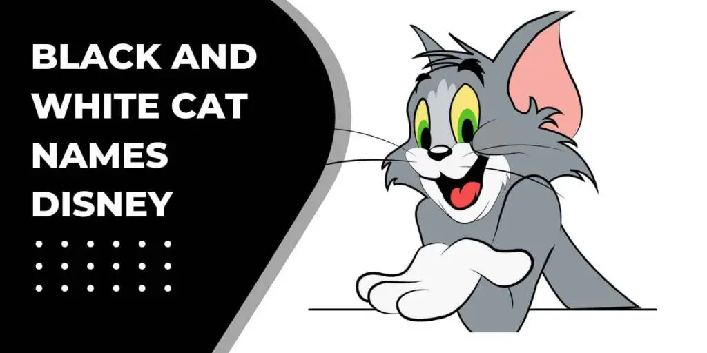 This is a header image for black and white cat names Disney