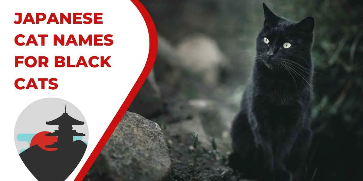 Header image for Japanese cat names for black cats that shows a black cat sitting on the ground