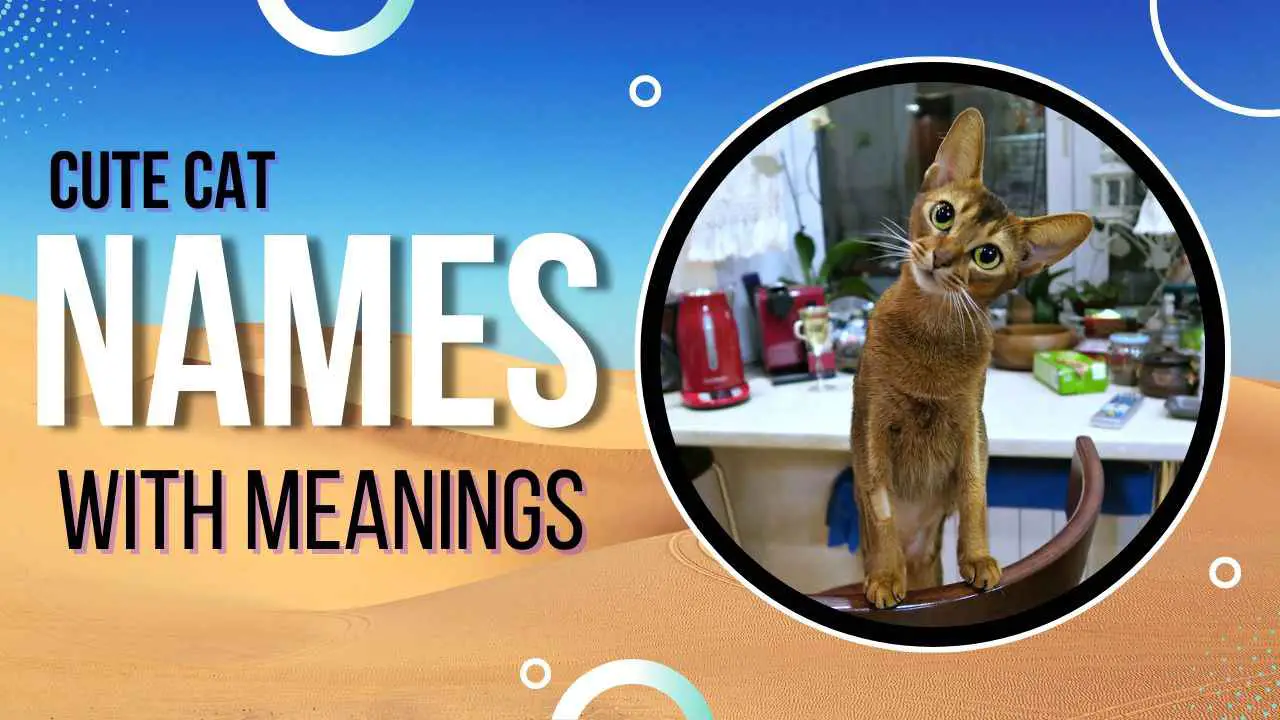 This is the title image for the blog post cute cat names
