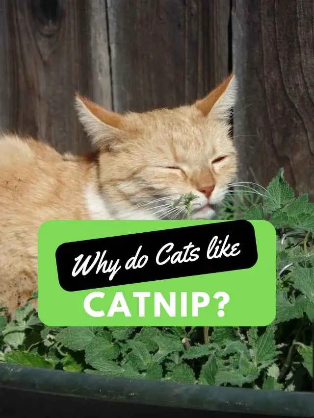 Why do Cats Like Catnip?