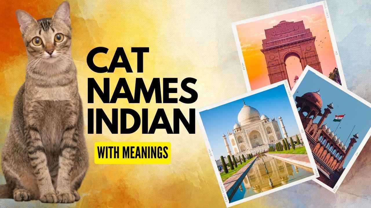 Indian Cat Names freatured image for the blog post