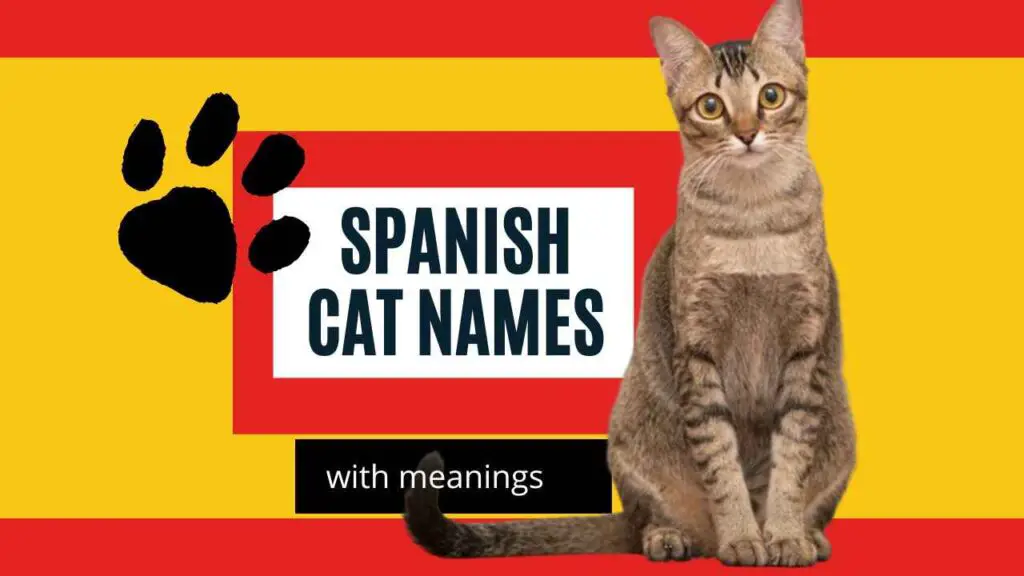 0 Spanish Cat Names Features Image  1024x576 