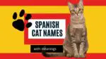 Spanish cat names featured image