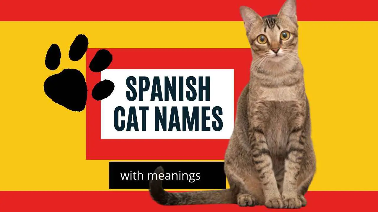 178 Spanish Cat Names with Meanings
