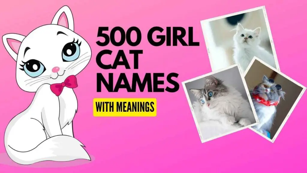 500-girl-cat-names-2022-with-meanings-zippy-pet