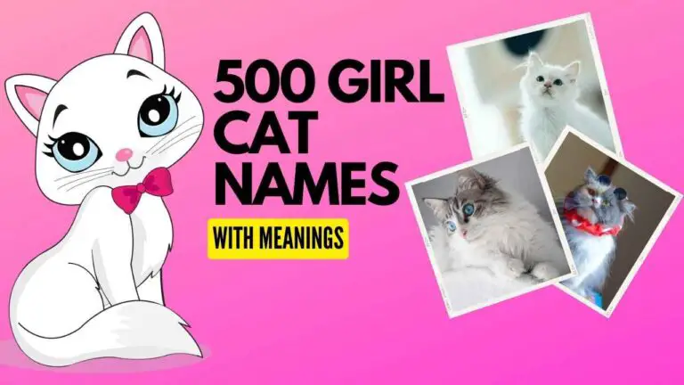 500 Girl Cat Names (2022)- WIth Meanings- Zippy Pet