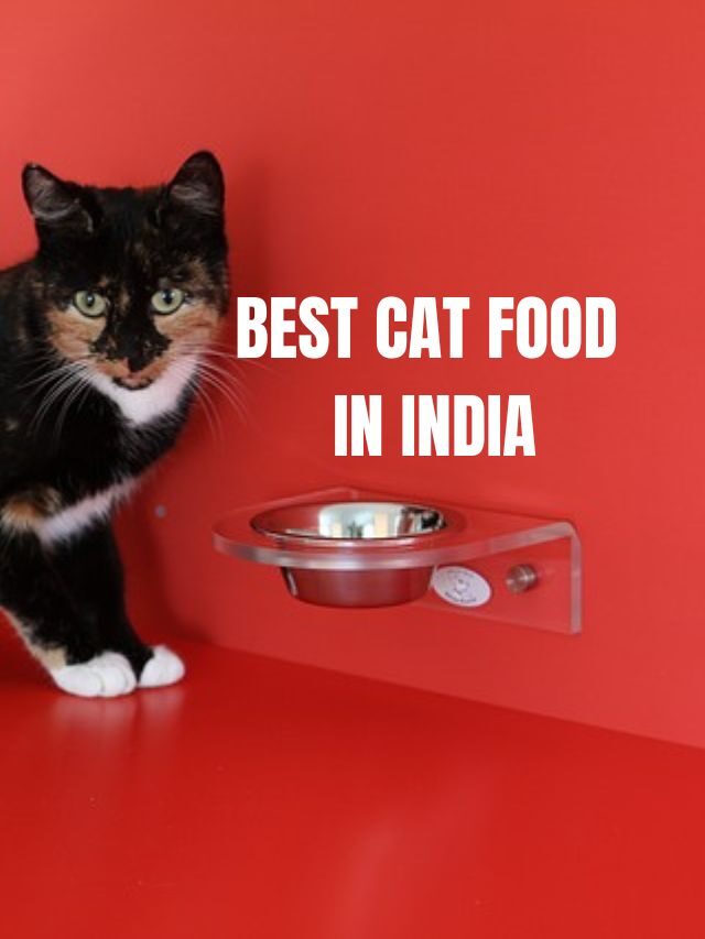 Best Cat Food in India