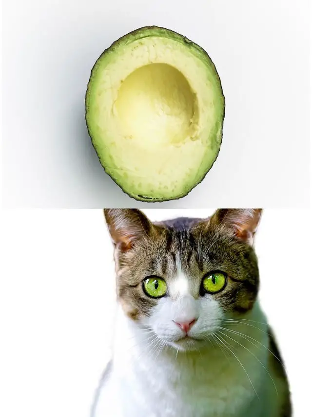 Can Cats Eat Avocado?