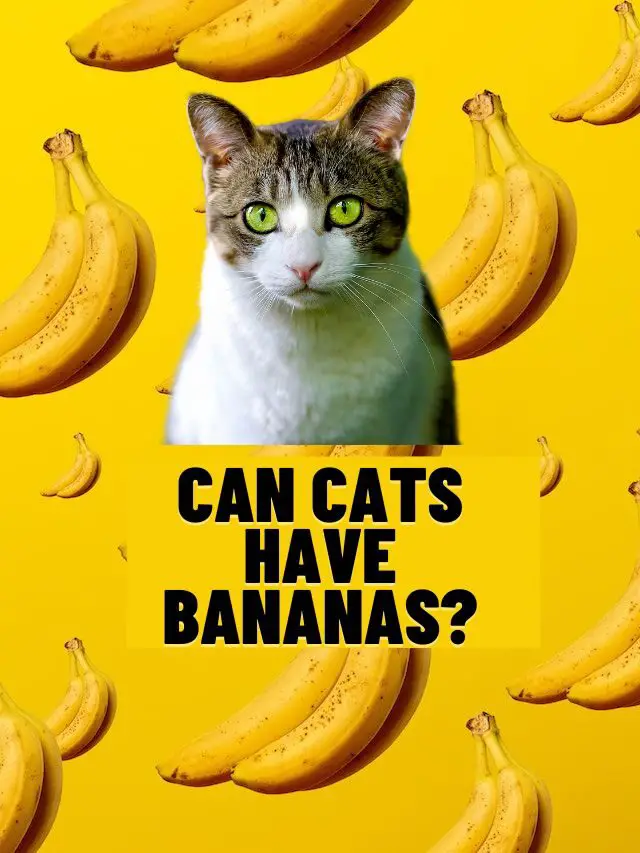 Can Cats Have Bananas?