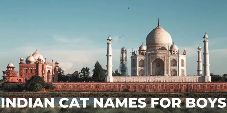 409-indian-cat-names-2022-with-meanings-zippy-pet