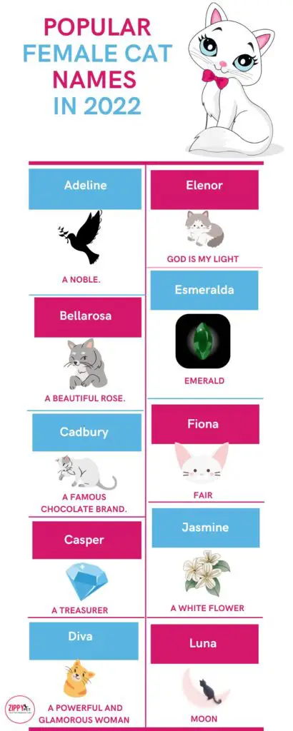 500 Girl Cat Names 2022 WIth Meanings Zippy Pet   Popular Female Cat Names In 2022 410x1024 