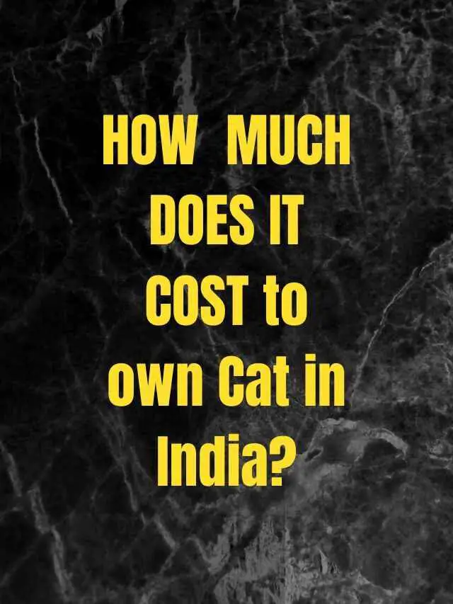 How Much Does it Cost to Own a Cat in India