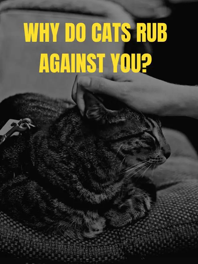 Why DO Cats Rub Against You?