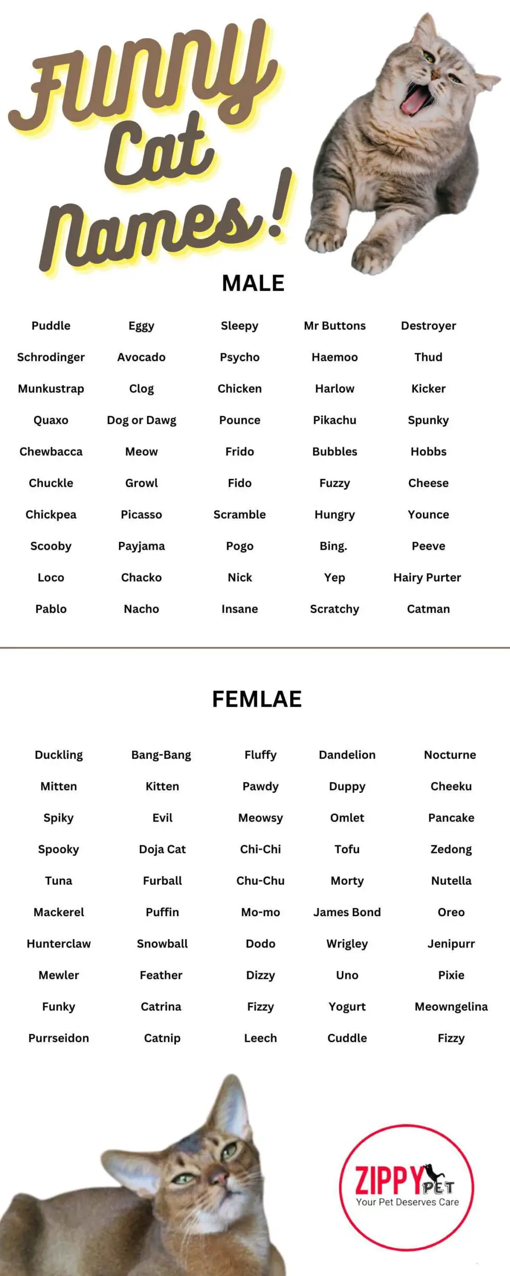This infographic shows the list of 100 funny names for cats