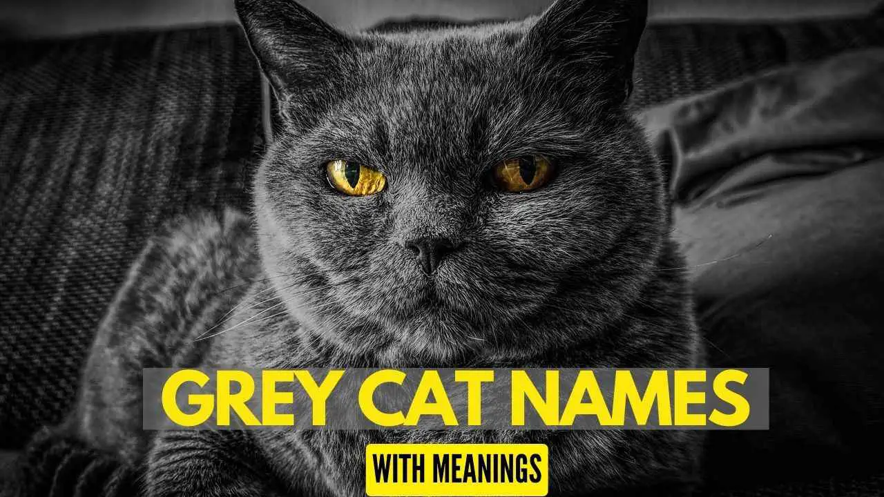 This is a Featured Image for the Blog Post Grey Cat Names
