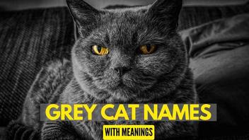 300+ Grey Cat Names-With Meanings- Zippypet