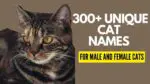 Unique Cat Names featured Image for the blog post