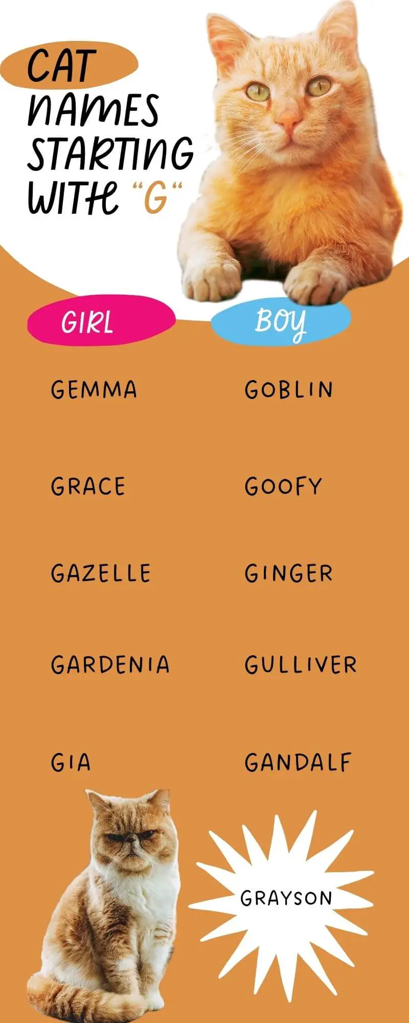 10 Cat Names Starting with G Infographic