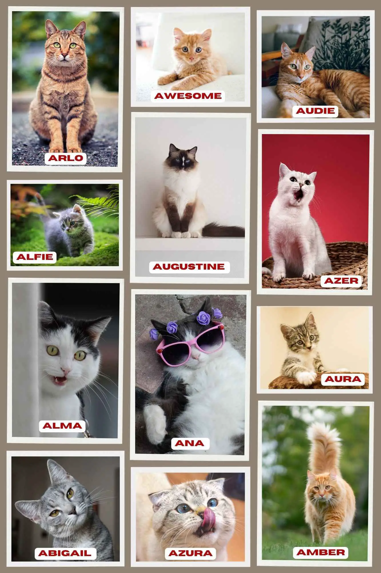 An infographic showing the list of cat names starting with  A