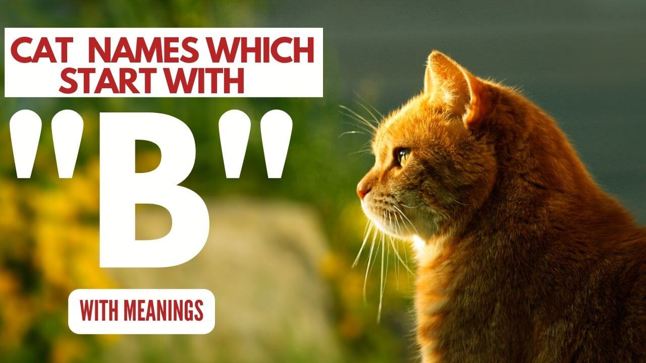 Featured Image for Cat Names which start with B