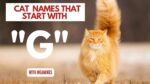 Featured Image for Cat Names Which Start With G