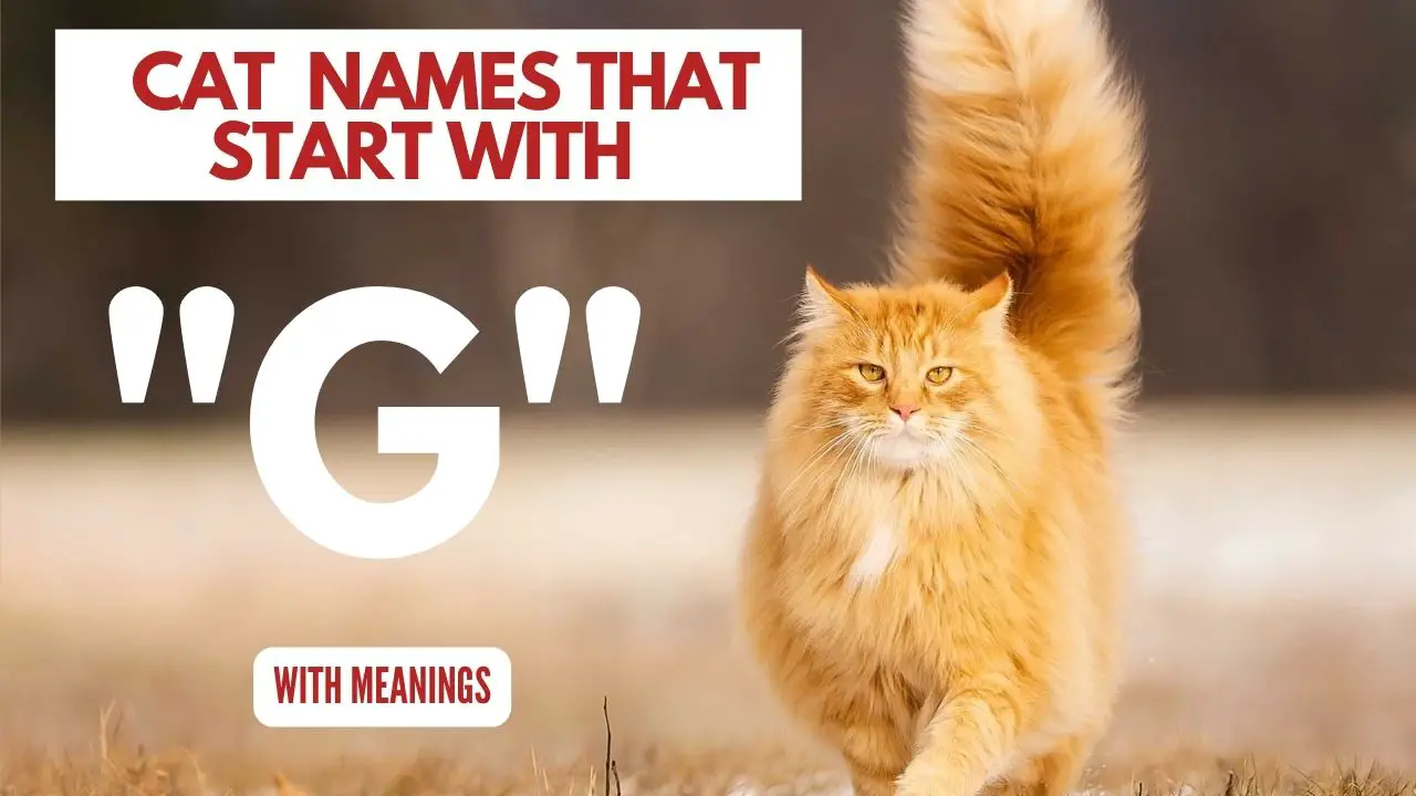 Featured Image for Cat Names Which Start With G