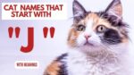 Featured Image for Cat Names Which Start With J