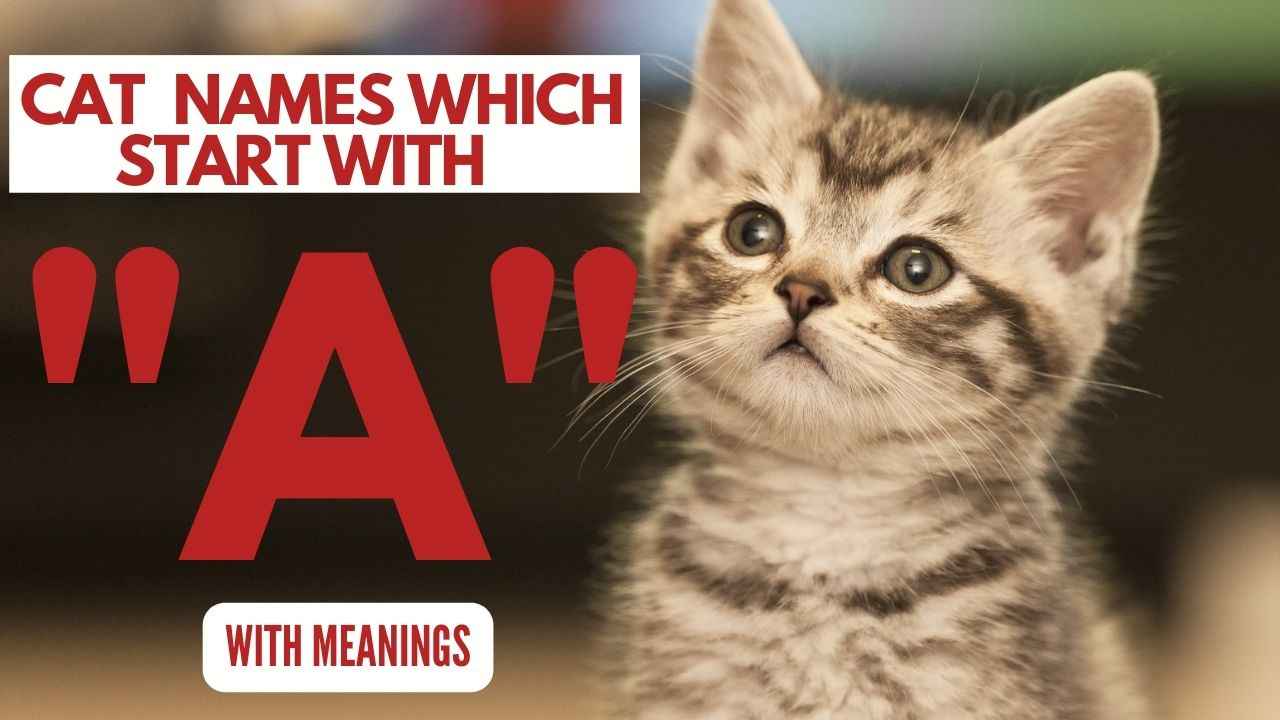 Featured image for blog post cat names which start with A